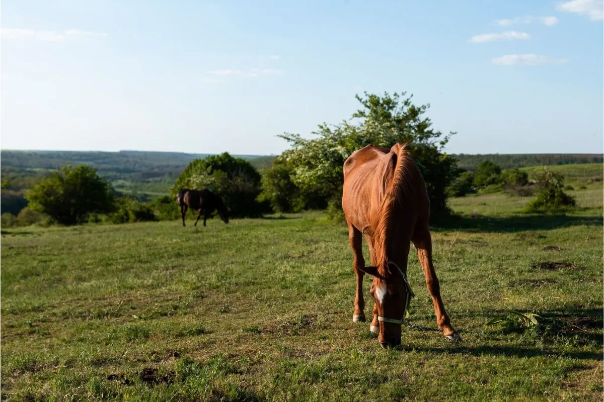 Draft Horse Logging