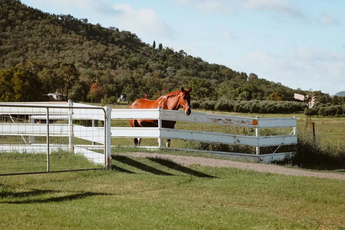 Drone Surveillance for Horse Pastures