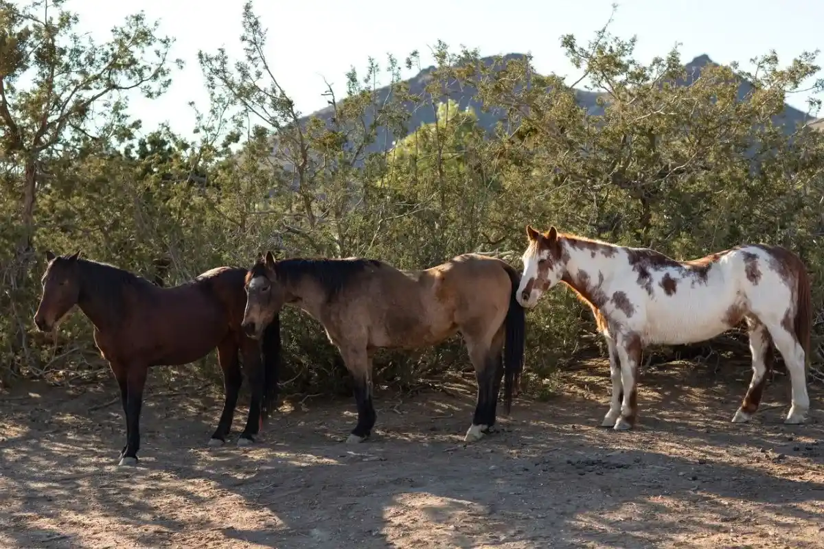 equines in agroforestry systems