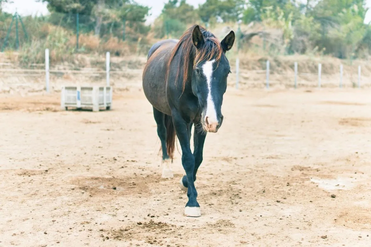 Horses for Soil Cultivation