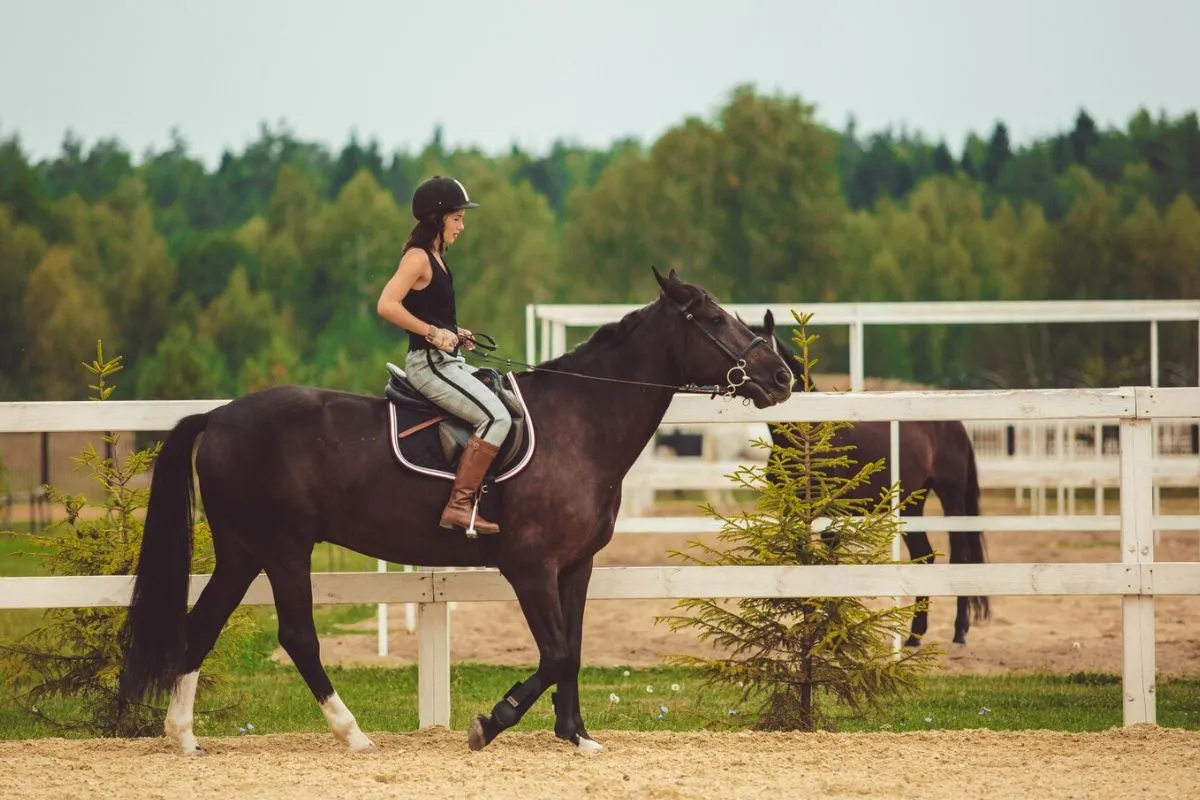 Horses in Mindfulness Training