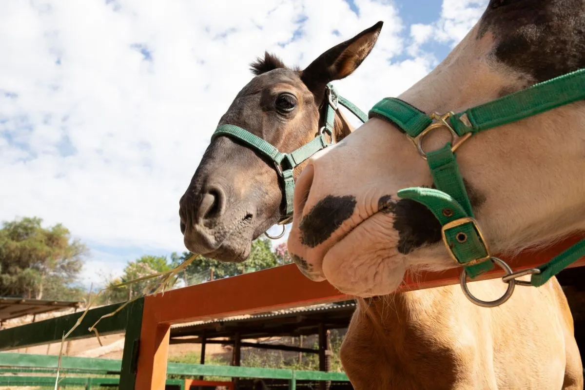 Horses in small-scale farming