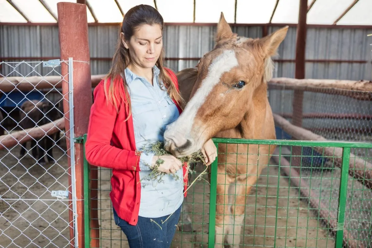 Smart feeding systems for horses